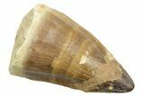 Bargain, Fossil Mosasaur (Thalassotitan) Tooth - Morocco #364043-1